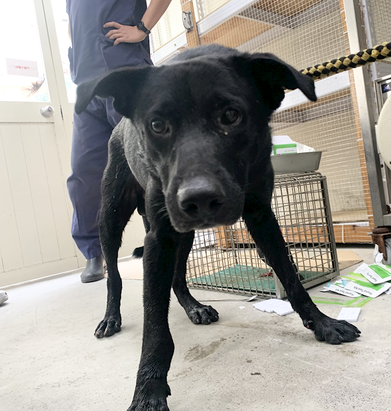 臺北市動物之家,編號:462779, 混種犬          