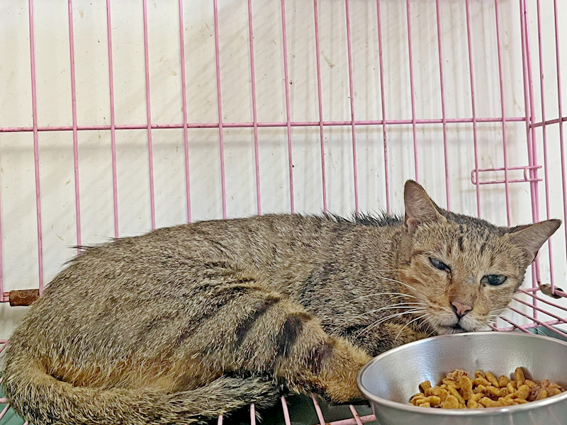 臺北市動物之家,編號:463306, 混種貓                 