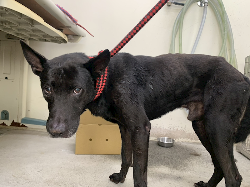 臺北市動物之家,編號:463008, 混種犬          