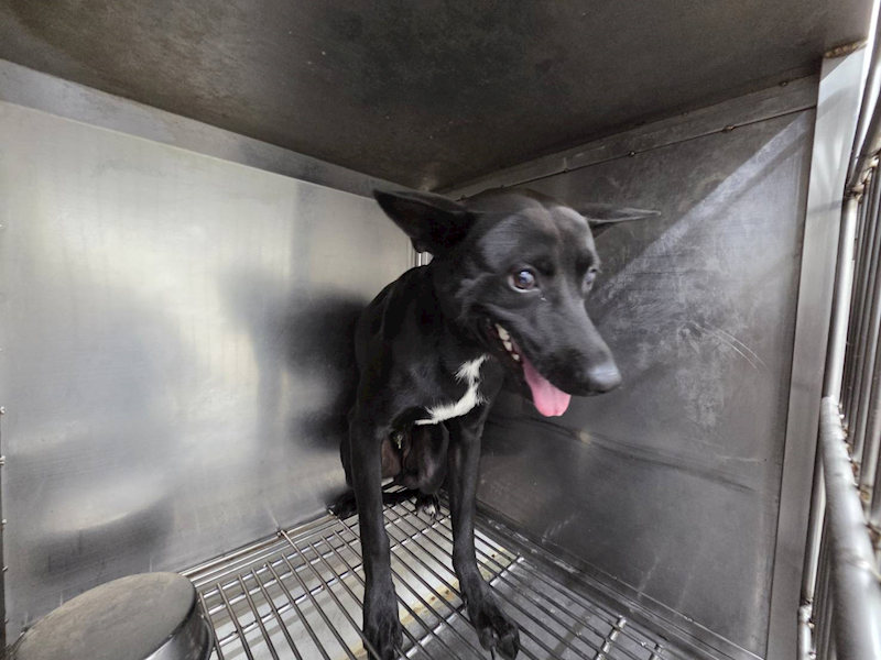 臺北市動物之家,編號:464982, 混種犬          