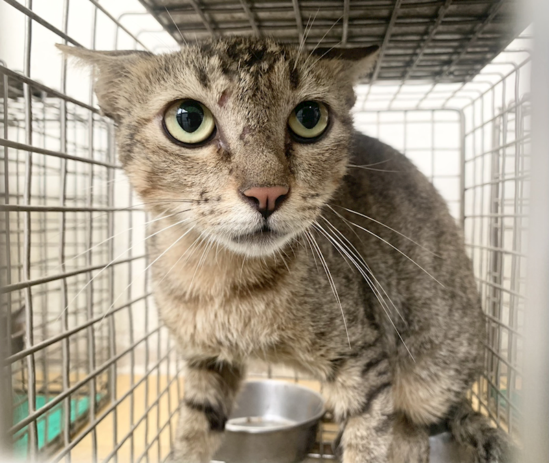 臺北市動物之家,編號:463752, 混種貓                 