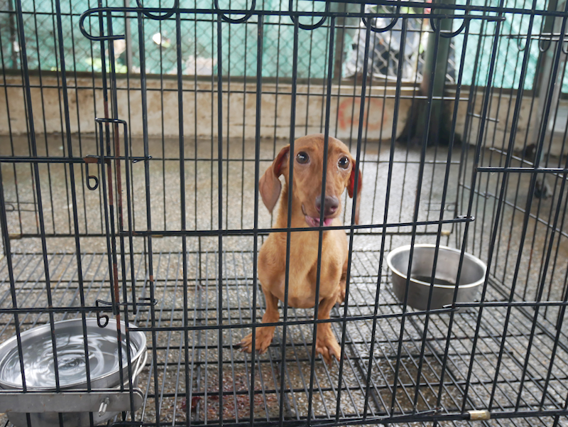 臺南市動物之家善化站,編號:458669, 臘腸犬