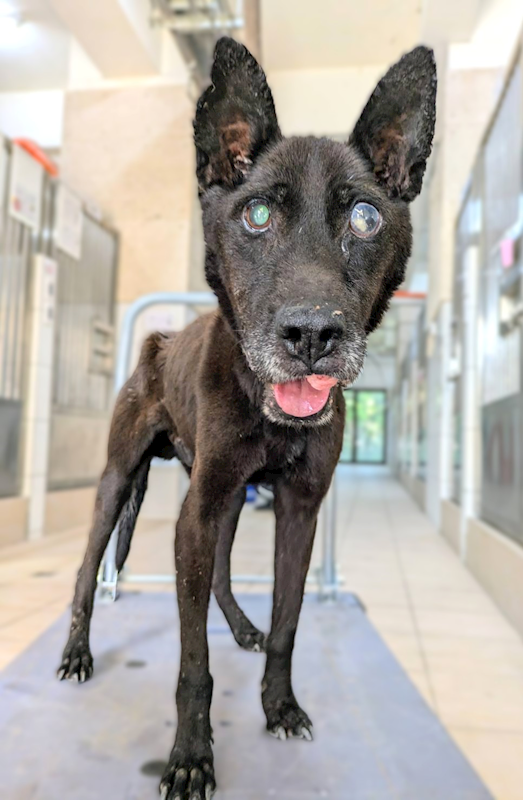 新竹縣動物保護教育園區,編號:466019, 混種犬          