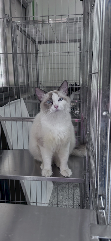 苗栗縣動物保護教育園區,編號:466036, 布偶貓