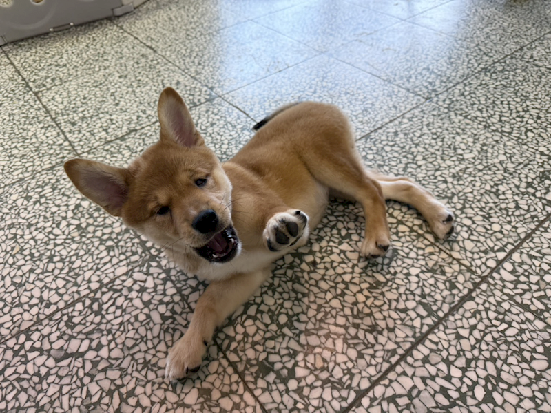 桃園市動物保護教育園區,編號:463680, 混種犬          