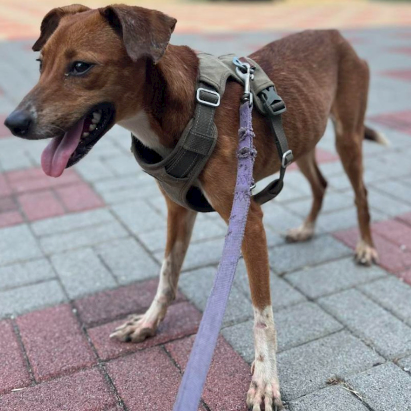 臺南市動物之家灣裡站,編號:394221, 混種犬          