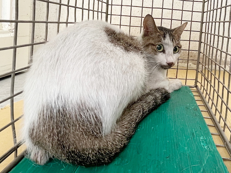 臺北市動物之家,編號:453288, 混種貓                 