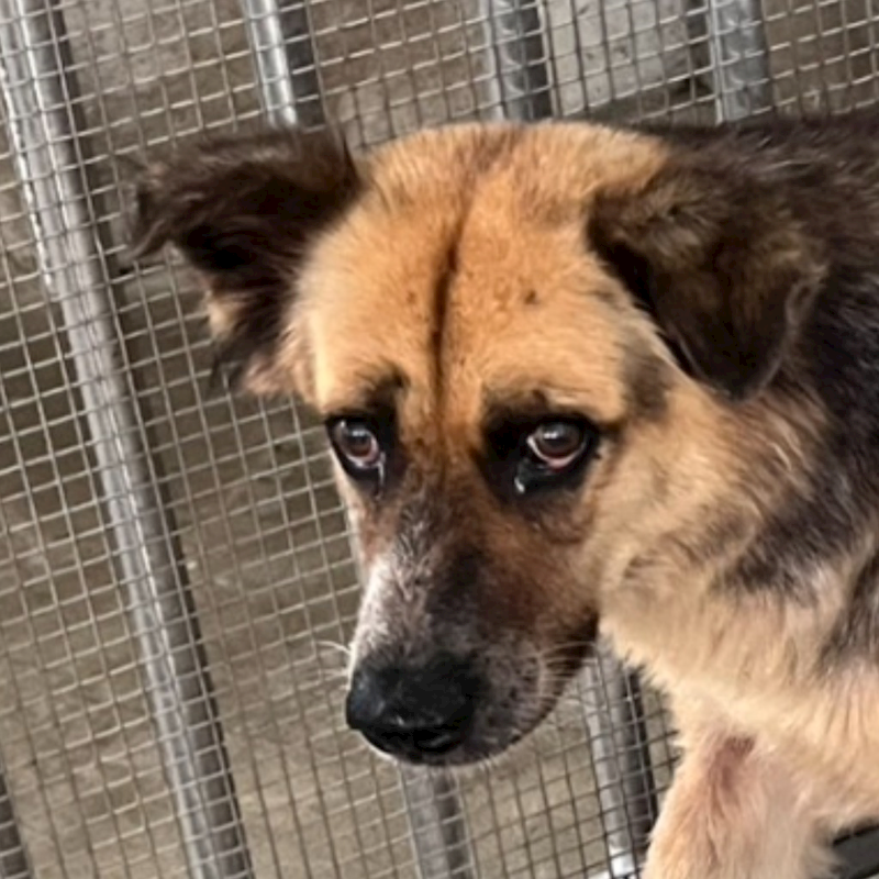 澎湖縣流浪動物收容中心,編號:465505, 混種犬          