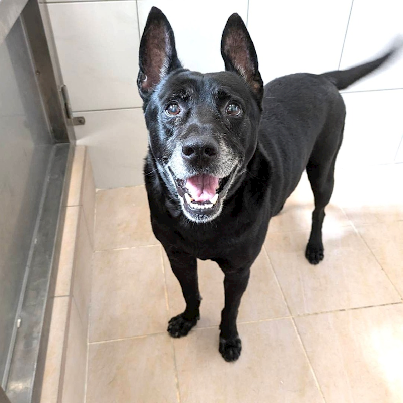 新竹縣動物保護教育園區,編號:465578, 混種犬          