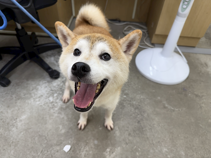 臺北市動物之家,編號:465966, 柴犬                  