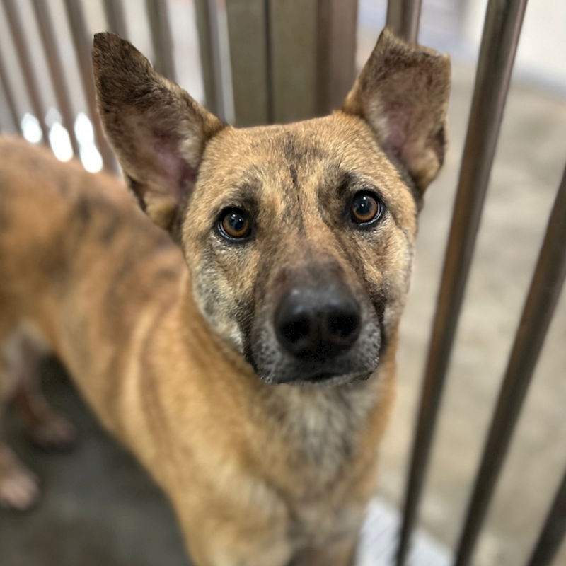 澎湖縣流浪動物收容中心,編號:350126, 混種犬          