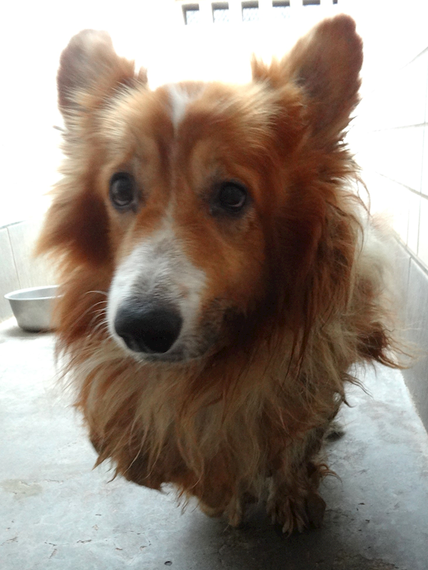 宜蘭縣流浪動物中途之家,編號:462837, 威爾斯柯基犬              
