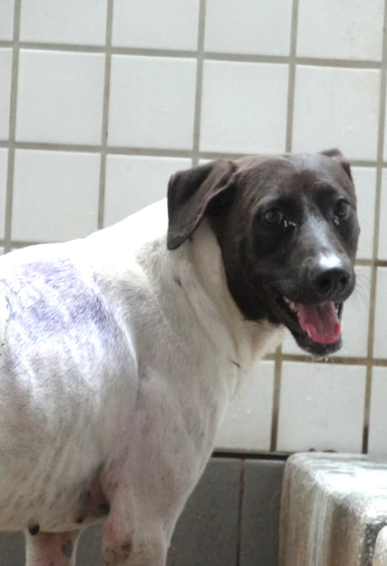 宜蘭縣流浪動物中途之家,編號:466109, 混種犬          