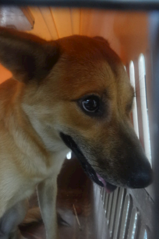 宜蘭縣流浪動物中途之家,編號:466111, 混種犬          