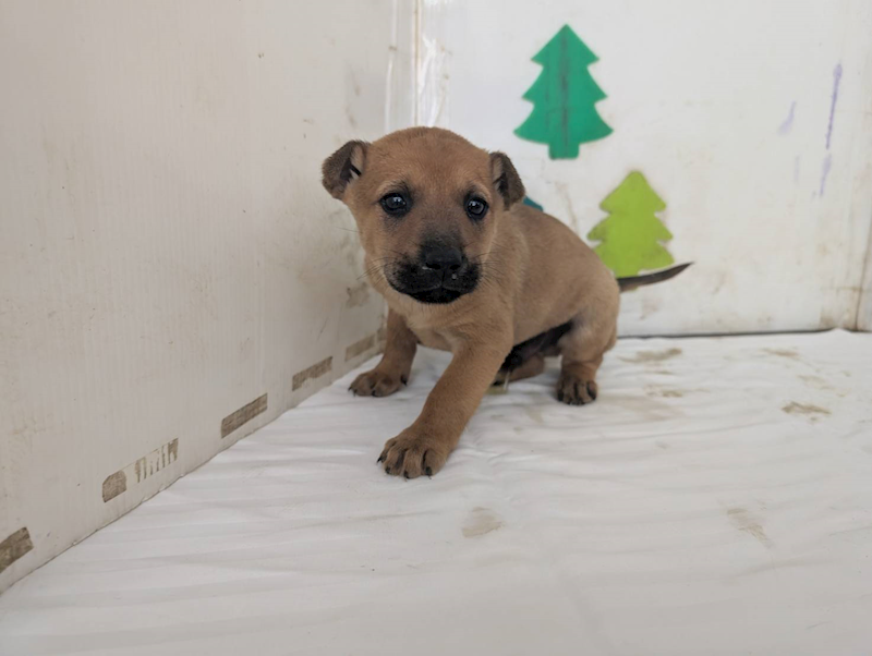 高雄市燕巢動物保護關愛園區,編號:464622, 混種犬          