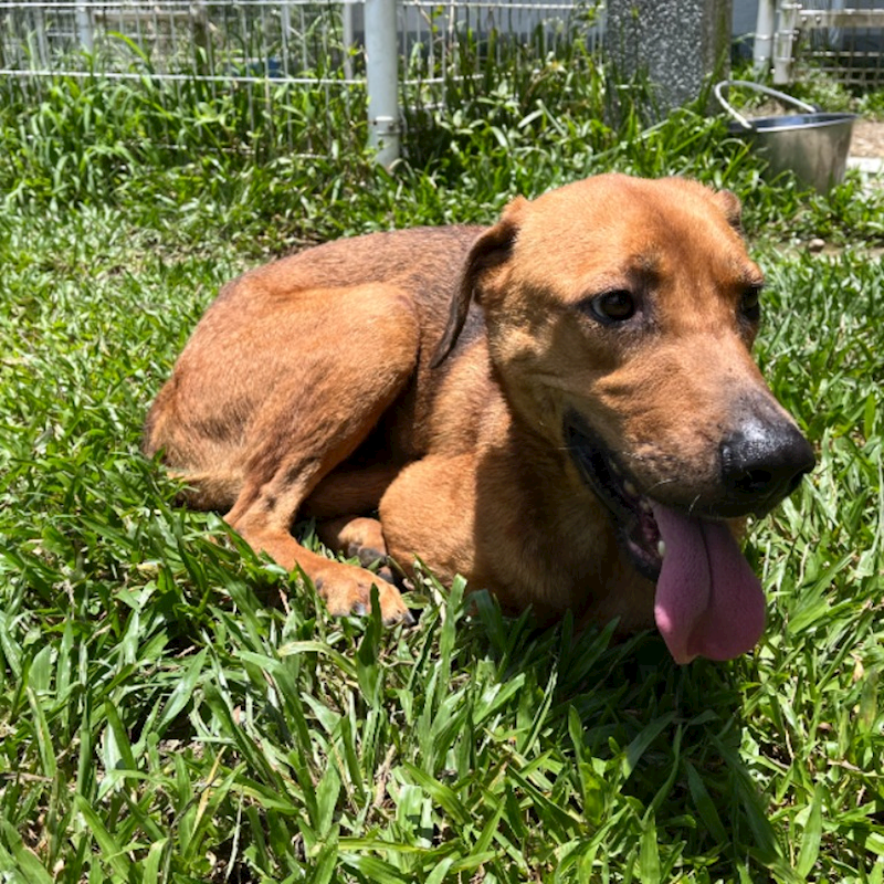 新北市瑞芳區公立動物之家,編號:466110, 混種犬          