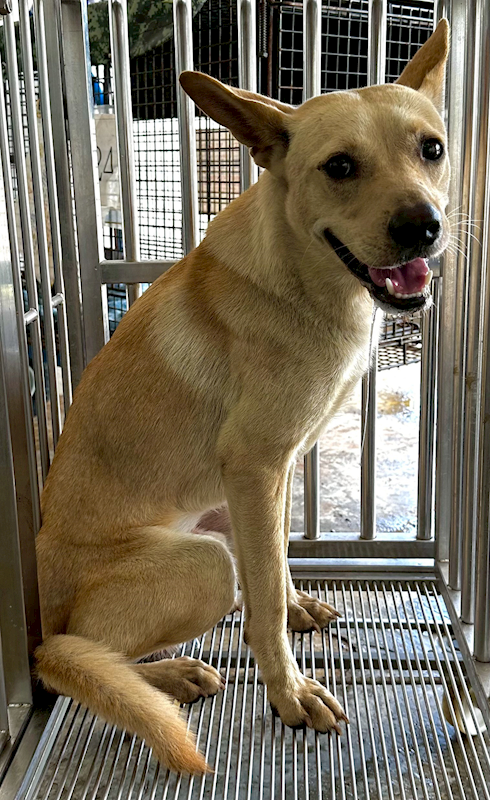 花蓮縣狗貓躍動園區,編號:456211, 混種犬          