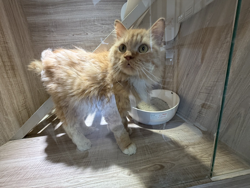 桃園市動物保護教育園區,編號:466107, 挪威森林貓