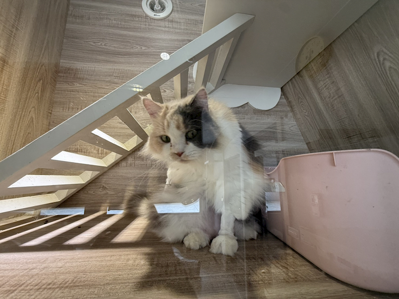 桃園市動物保護教育園區,編號:466104, 英國長毛貓