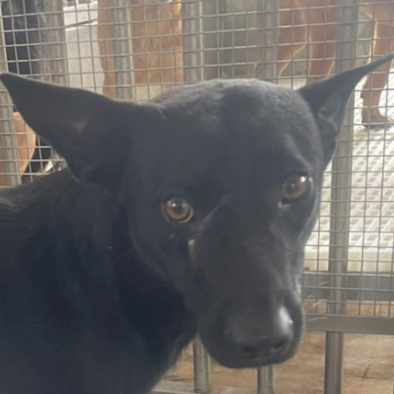 澎湖縣流浪動物收容中心,編號:404468, 混種犬          