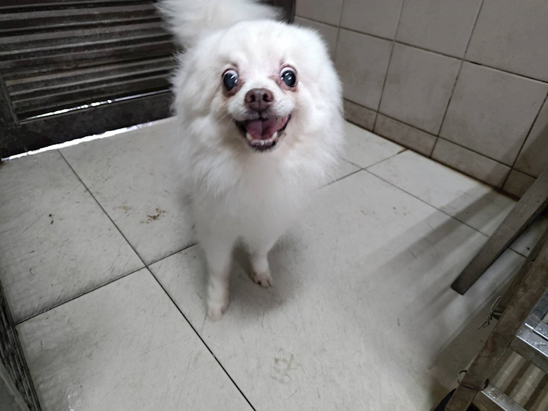 高雄市燕巢動物保護關愛園區,編號:457496, 博美犬         