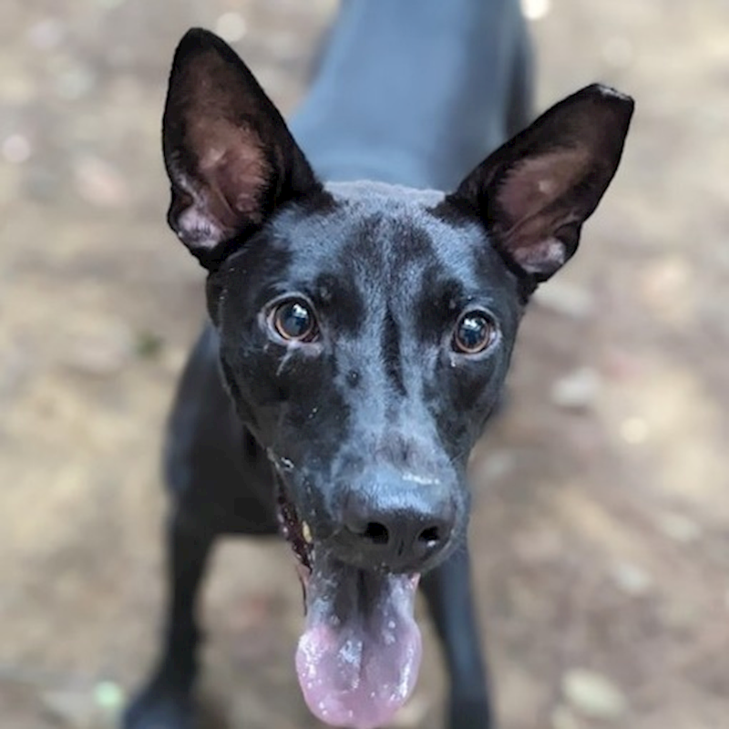 新竹市動物保護教育園區,編號:253823, 混種犬          