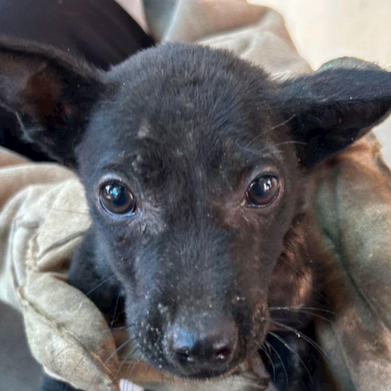 澎湖縣流浪動物收容中心,編號:456357, 混種犬          