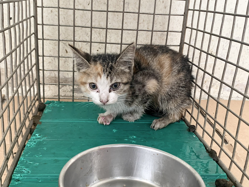 臺北市動物之家,編號:466094, 混種貓                 