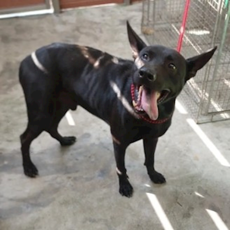 新北市五股區公立動物之家,編號:463165, 混種犬          