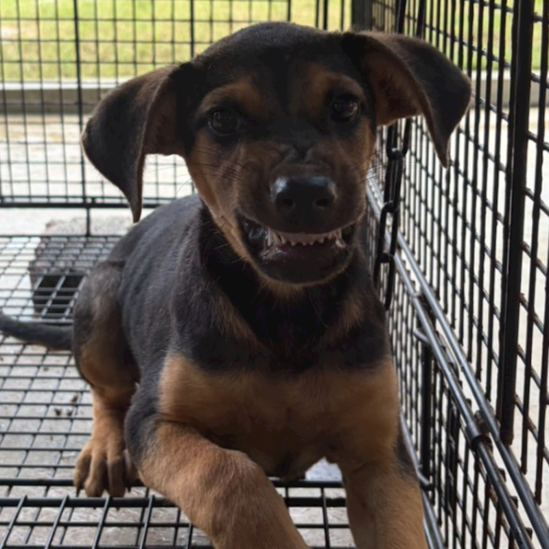 澎湖縣流浪動物收容中心,編號:462730, 混種犬          