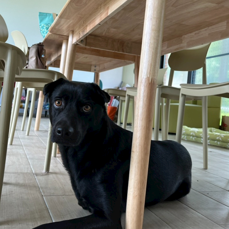 新北市瑞芳區公立動物之家,編號:466075, 混種犬          