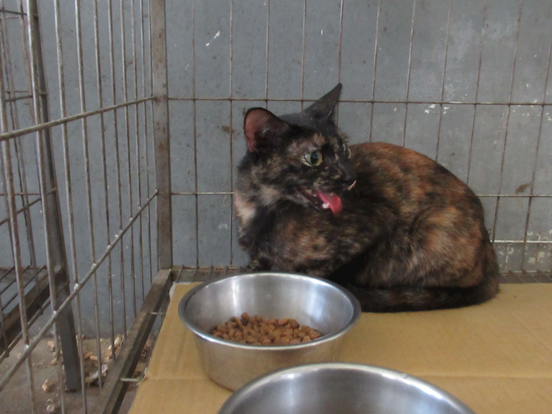 新竹市動物保護教育園區,編號:461299, 混種貓                 
