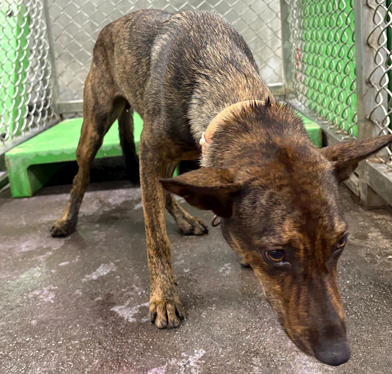 臺東縣動物收容中心,編號:466072, 混種犬          