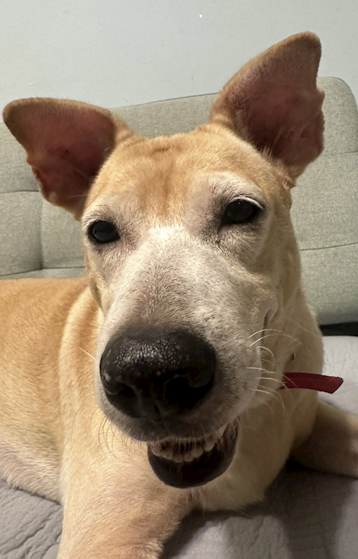 新北市淡水區公立動物之家,編號:466066, 混種犬          