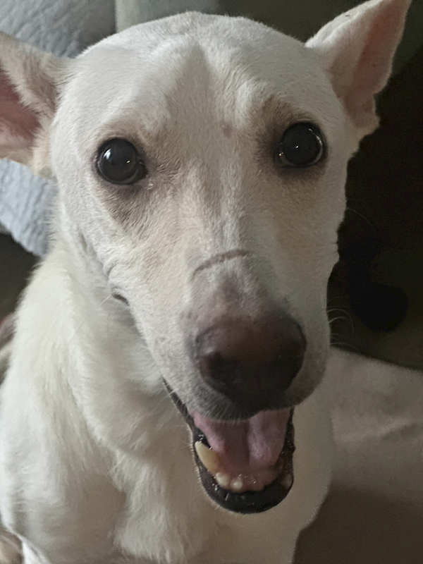 新北市淡水區公立動物之家,編號:466065, 混種犬          