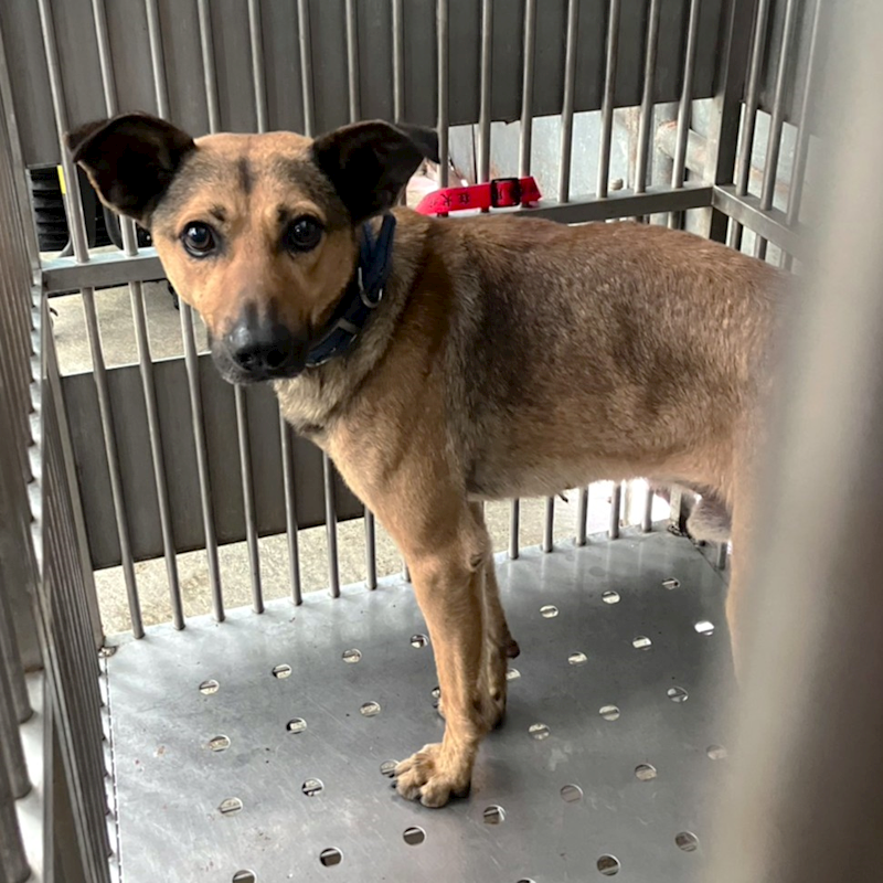 新北市新店區公立動物之家,編號:466064, 混種犬          