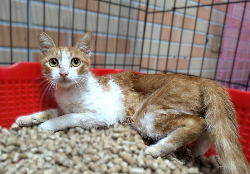 新竹縣動物保護教育園區,編號:465864, 混種貓                 