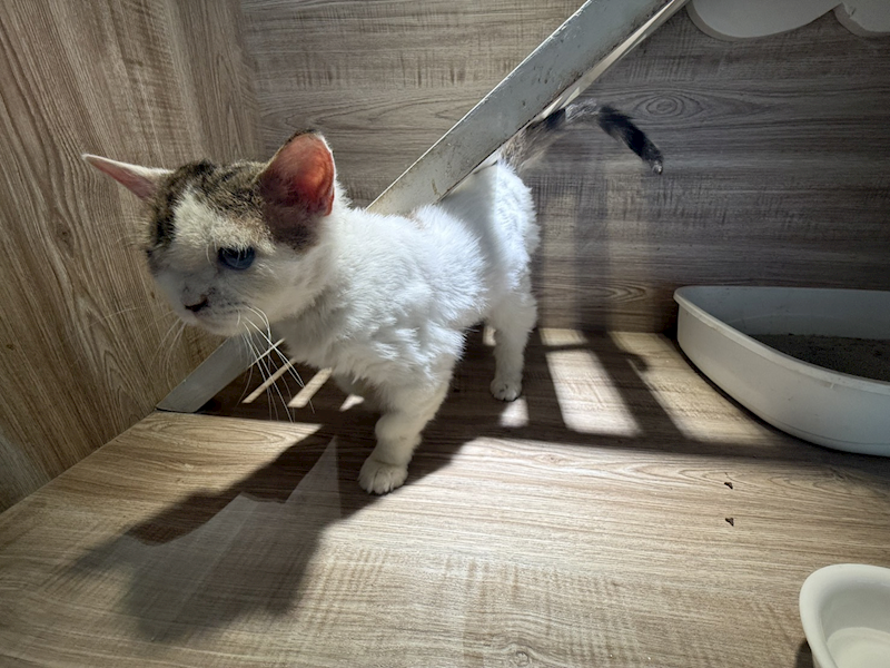 桃園市動物保護教育園區,編號:466063, 混種貓                 