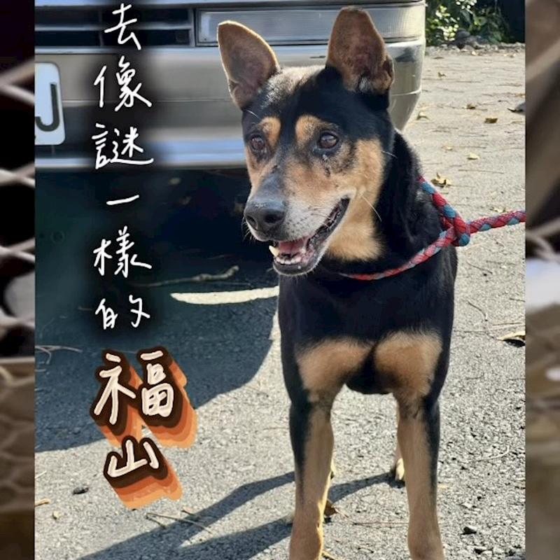 新北市新店區公立動物之家,編號:466062, 混種犬          