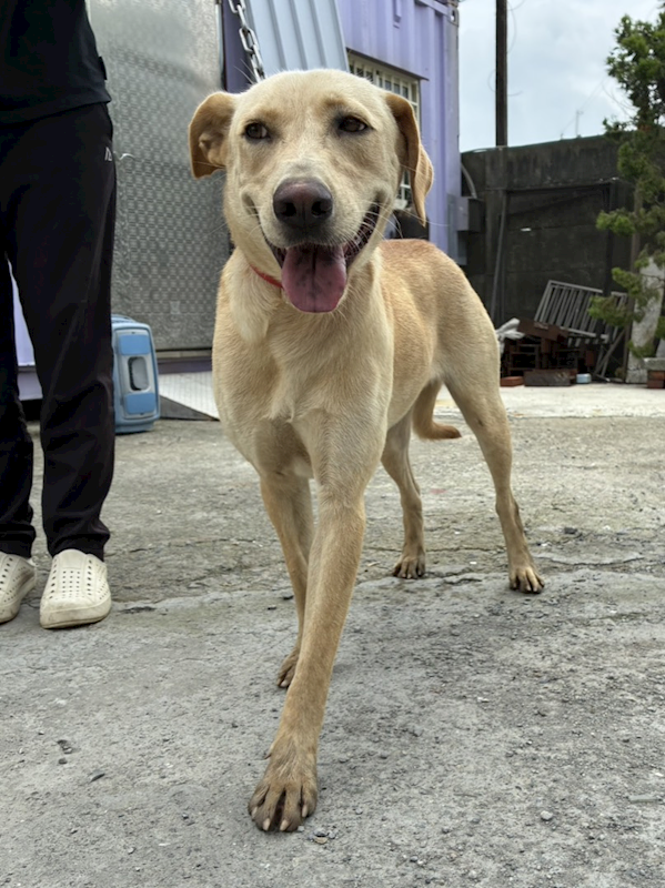 彰化縣流浪狗中途之家臨時收容所,編號:466055, 混種犬          