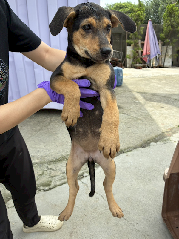 彰化縣流浪狗中途之家臨時收容所,編號:466060, 混種犬          