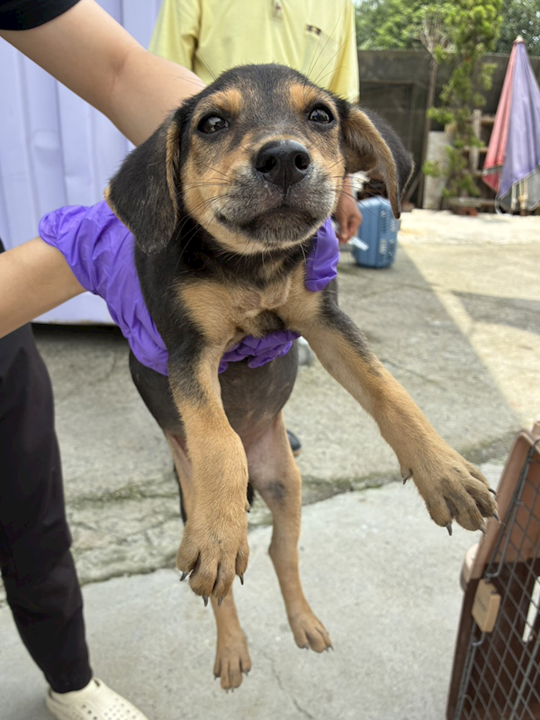彰化縣流浪狗中途之家臨時收容所,編號:466058, 混種犬          