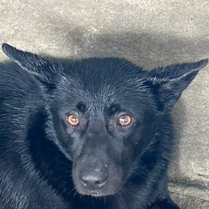 澎湖縣流浪動物收容中心,編號:395639, 混種犬          