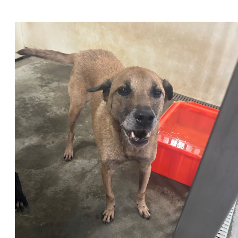 澎湖縣流浪動物收容中心,編號:27908, 混種犬          