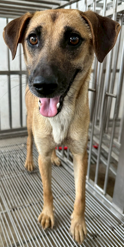 花蓮縣狗貓躍動園區,編號:449398, 混種犬          