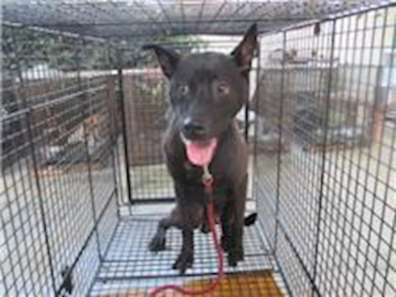 桃園市動物保護教育園區,編號:51471, 混種犬          