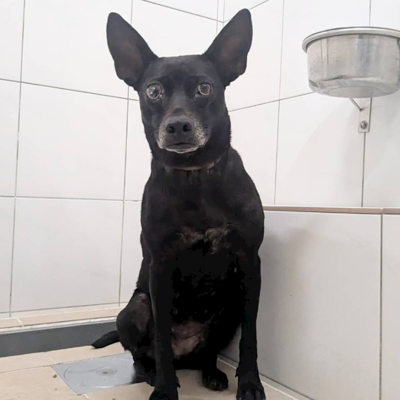新竹縣動物保護教育園區,編號:464844, 混種犬          