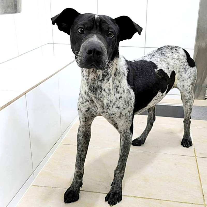 新竹縣動物保護教育園區,編號:465898, 混種犬          