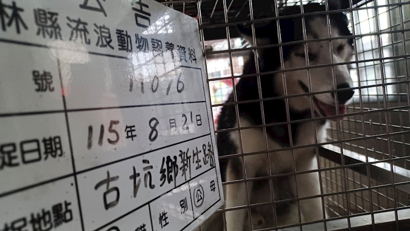 雲林縣流浪動物收容所,編號:465866, 哈士奇(西伯利亞雪橇犬)