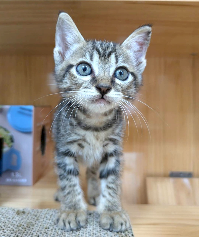 新竹縣動物保護教育園區,編號:465845, 混種貓                 